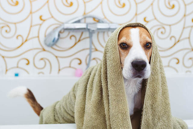 犬のフケを保湿で予防！お家でできる対策方法とは
